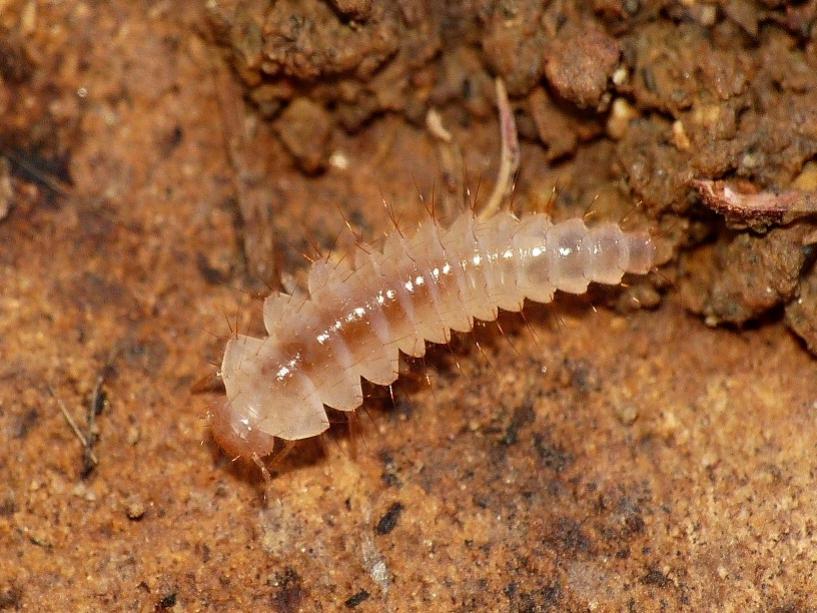 Zygentoma? No. Larve di coleotteri - Tolfa (RM)